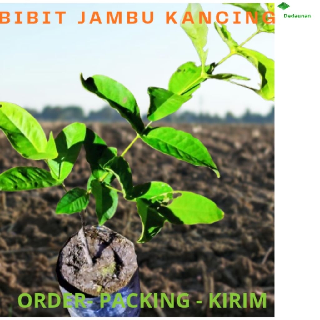 Jual BIBIT JAMBU KANCING MERAH RASA SEGAR BUAH LEBAT | Shopee Indonesia