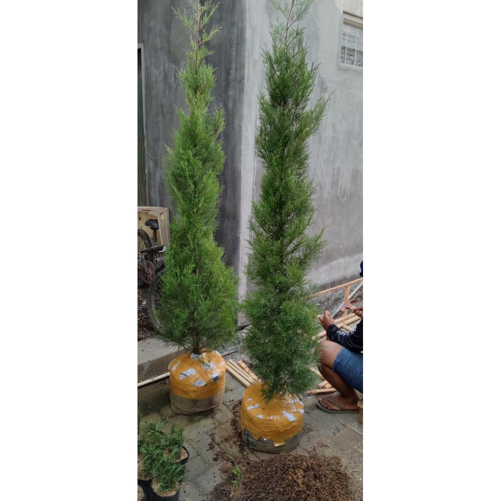 Jual Tanaman Cemara Wangi Rentes Rimbun, Tinggi 2 Meter | Shopee Indonesia