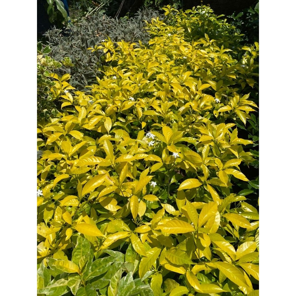 Jual Rombusa Golden Segar Siap Tanam | Tanaman Hias Daun Kuning Mini ...