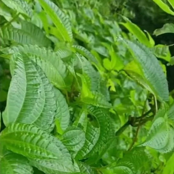 Jual lalab daun pohpohan/pilea trinervia 250g | Shopee Indonesia