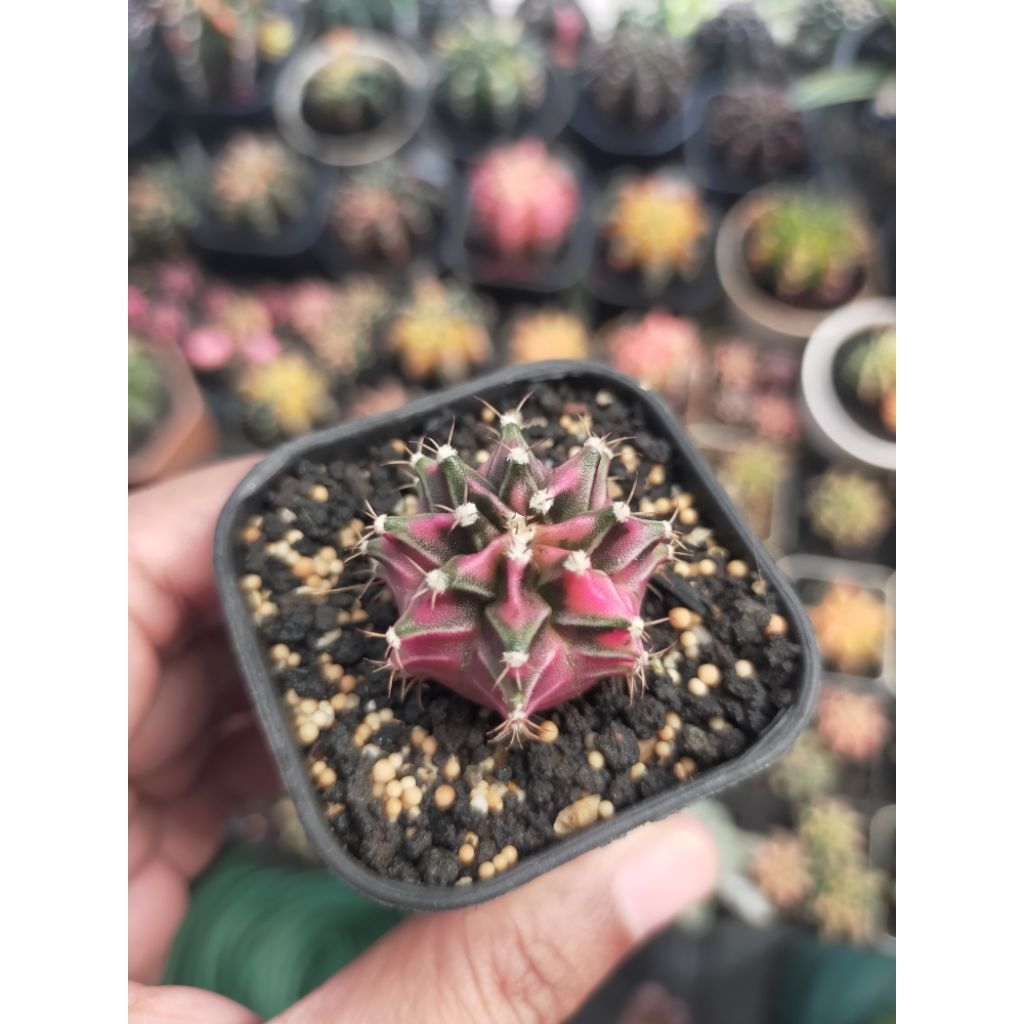 Jual Gymno Miha Variegata Calon Cakep | Shopee Indonesia