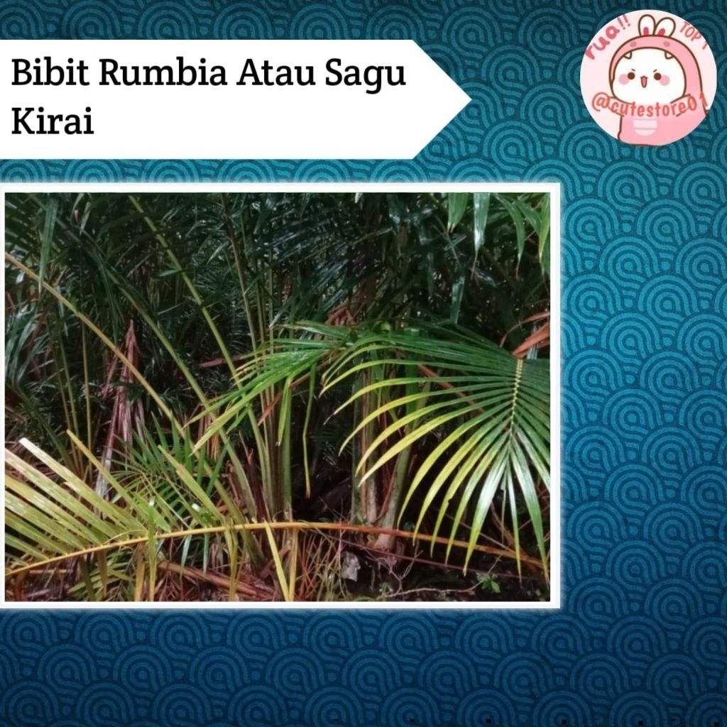 Jual Bibit Pohon Sagu Atau Rumbia Siap Tanam | Shopee Indonesia