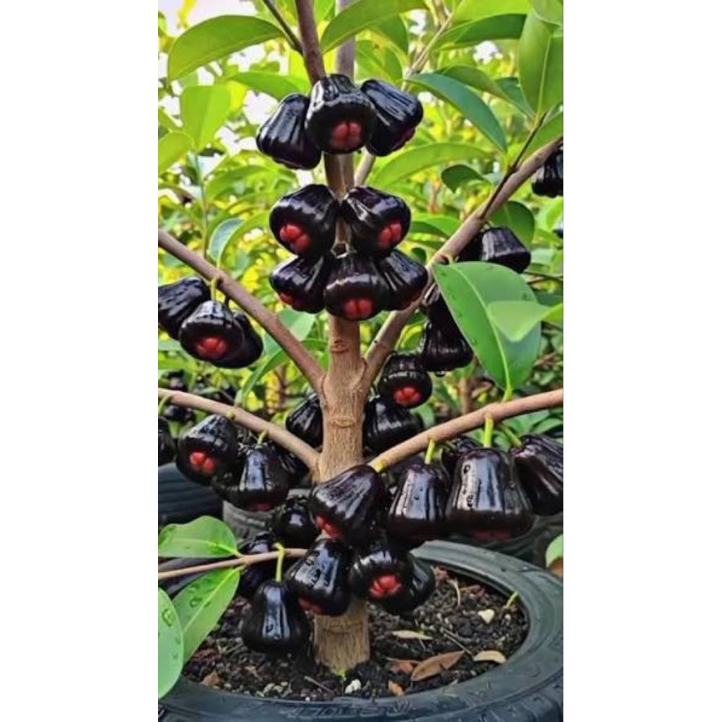 Bibit Tanaman original jambu air BLACK GUAVA premium super( bonus pupuk)