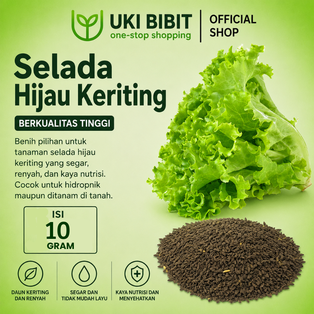 ( 10 Gram ) Benih Biji Selada Hijau Keriting | Lactuca Sativa