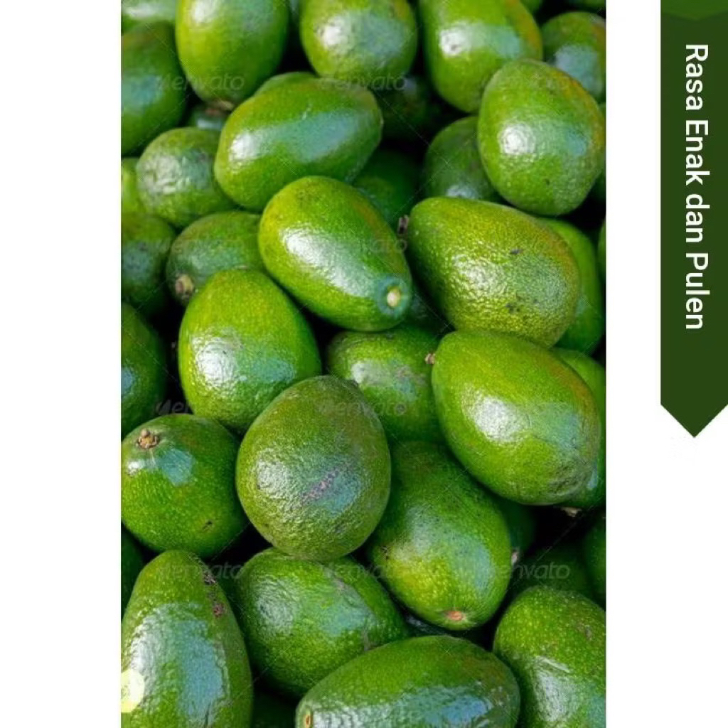 Jual Alpukat mentega Premium Asli Enak Pulan 1 KG | Shopee Indonesia
