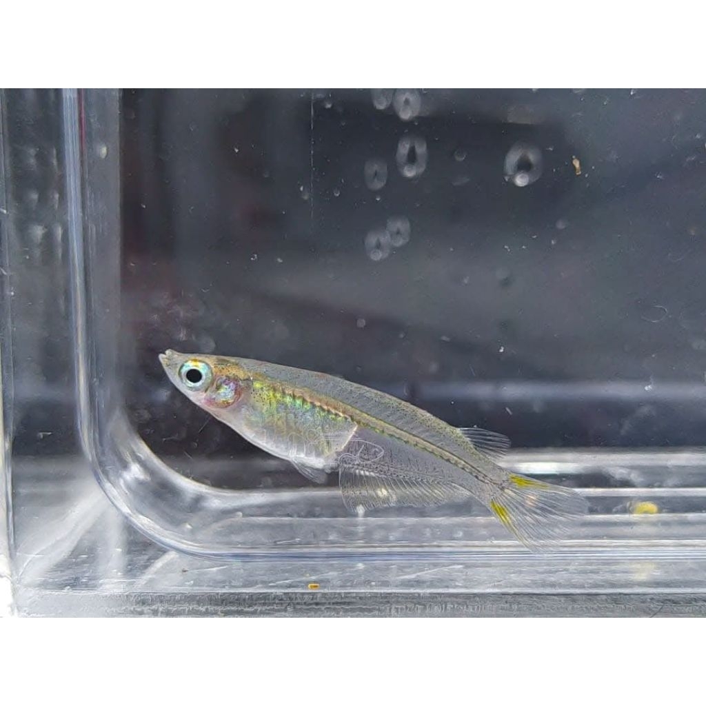 Jual Javan Ricefish/Javan Blue-eyes Medaka (Oryzias javanicus) | Shopee ...