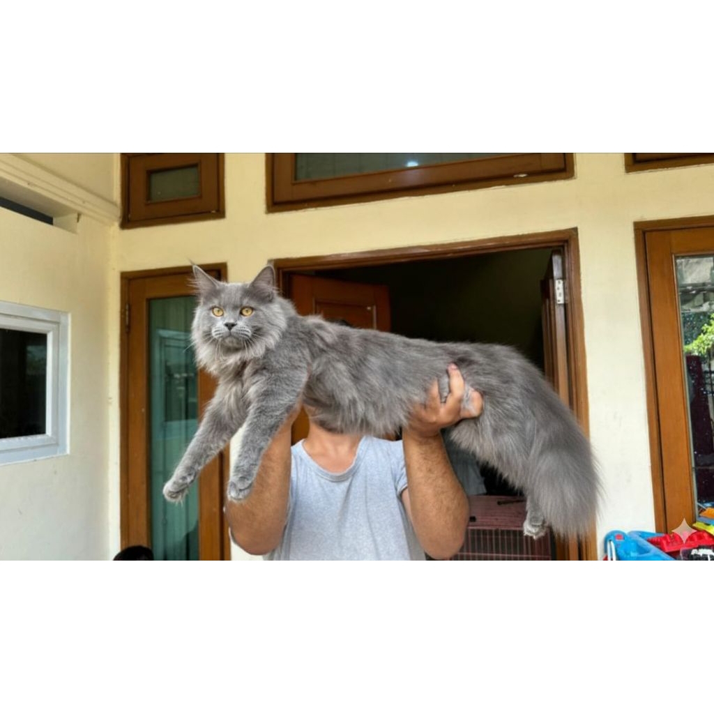 Jual Mainecoon Terlengkap & Harga Terbaru Juli 2026 | Shopee Indonesia