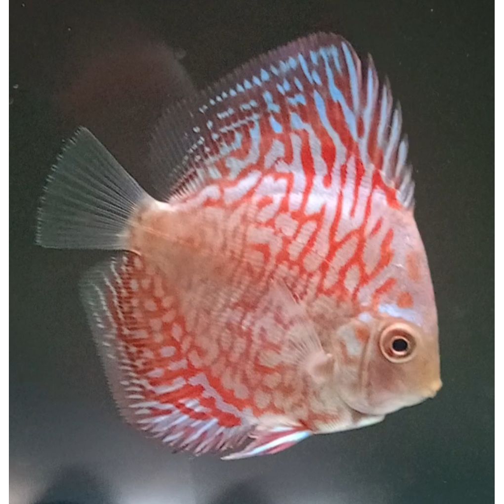 Jual IKAN DISCUS WHITE TIGER 3 INCH | Shopee Indonesia