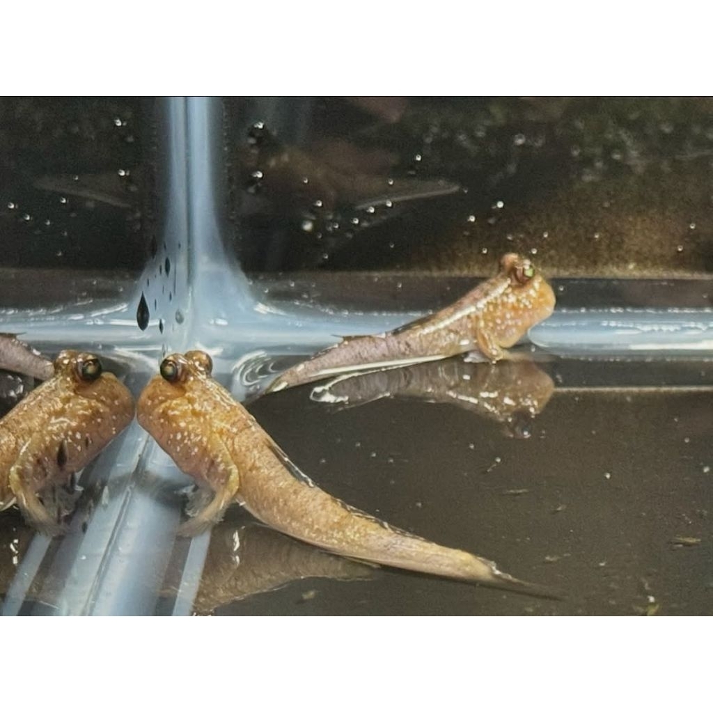 Jual mudskipper ikan jabing new seri jinak | Shopee Indonesia