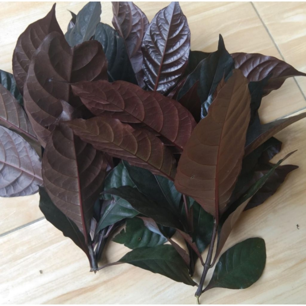 Jual daun handeuleum(daun ungu)/kopi hideung segar 100gram | Shopee ...