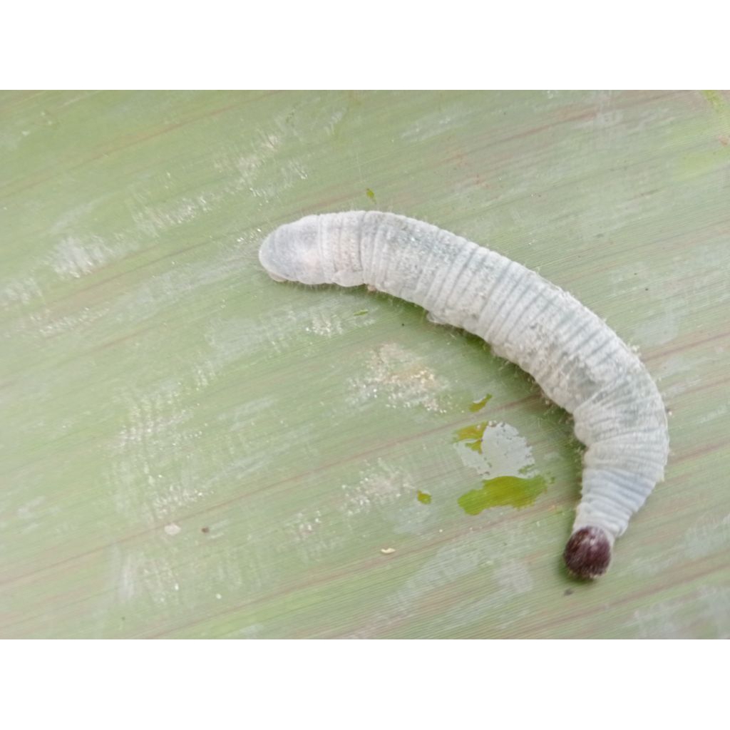 Jual ulet pisang atau entung | Shopee Indonesia