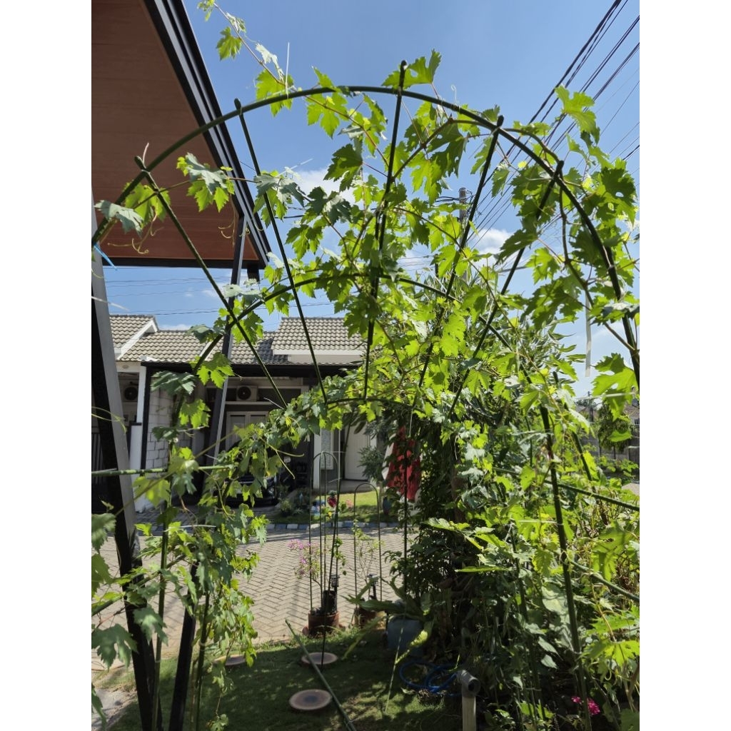 Jual Pergola Fullset Berundak Rambatan Anggur | Shopee Indonesia