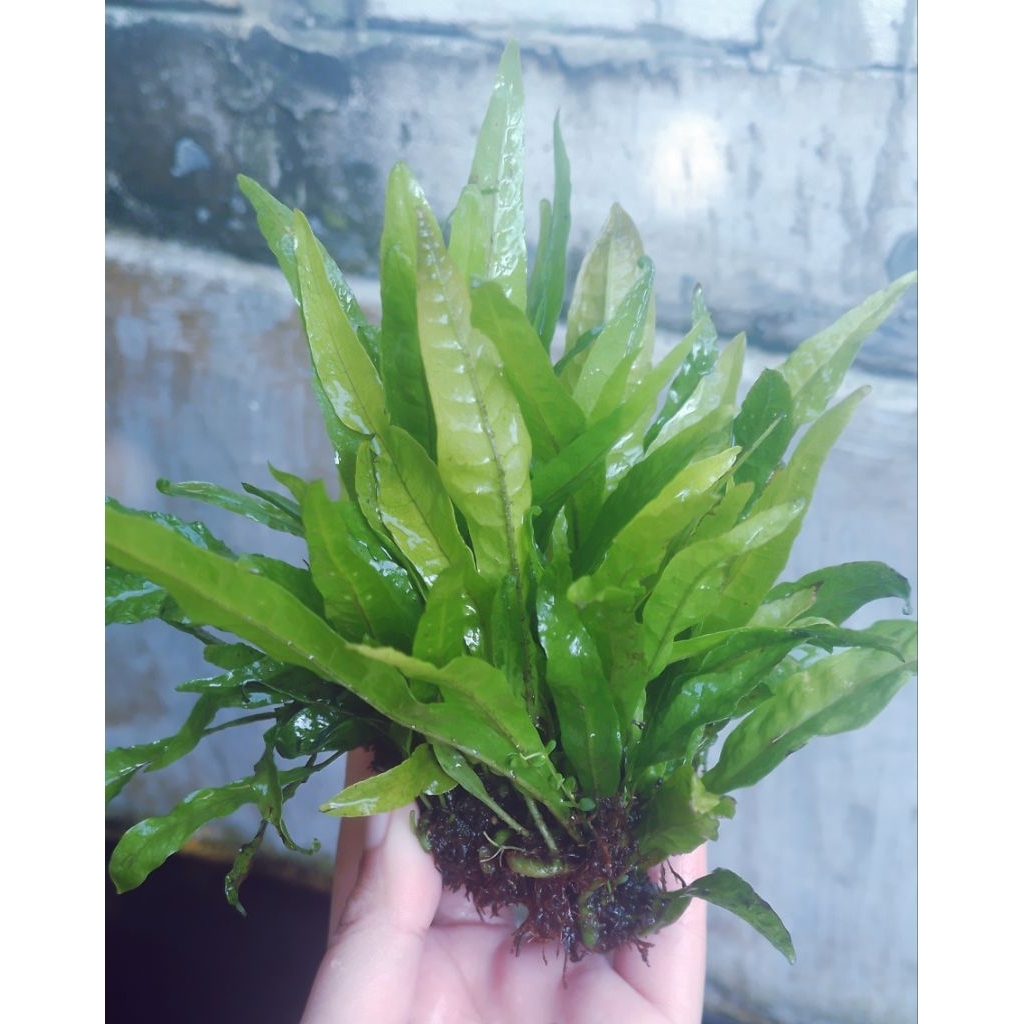Jual JAVA FERN (KADAKA) /Periket | Tanaman aquascape | Tanaman hias ...