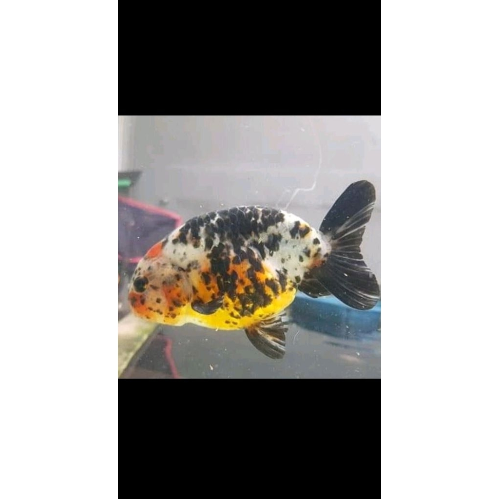 Jual KOKI RANCHU TRICOLOUR SAPI HIASAN AKUARIUM KHUSUS GOSEND | Shopee ...