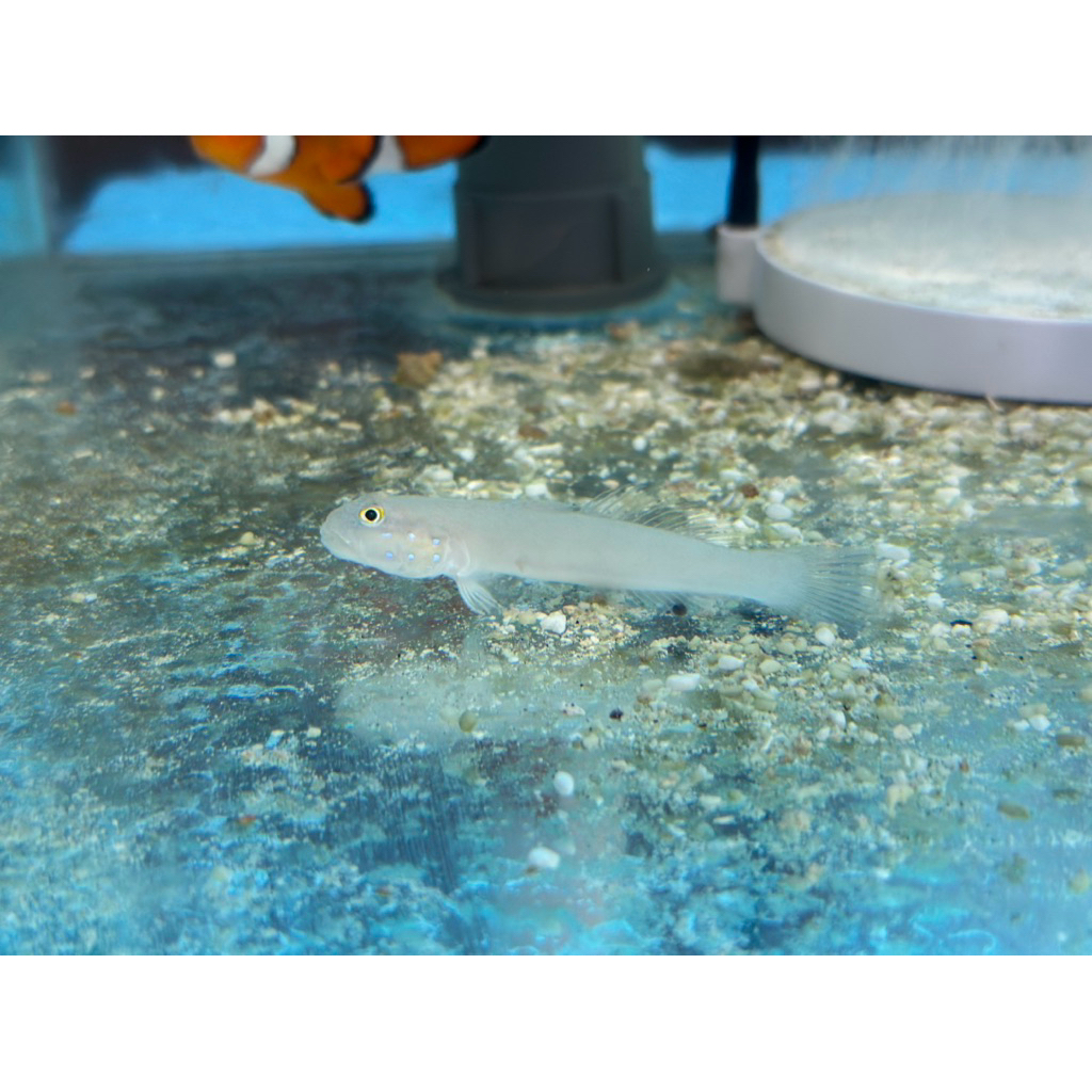 Jual ikan jabing pasir air laut cleaning crew pemakan lumut pasir ...