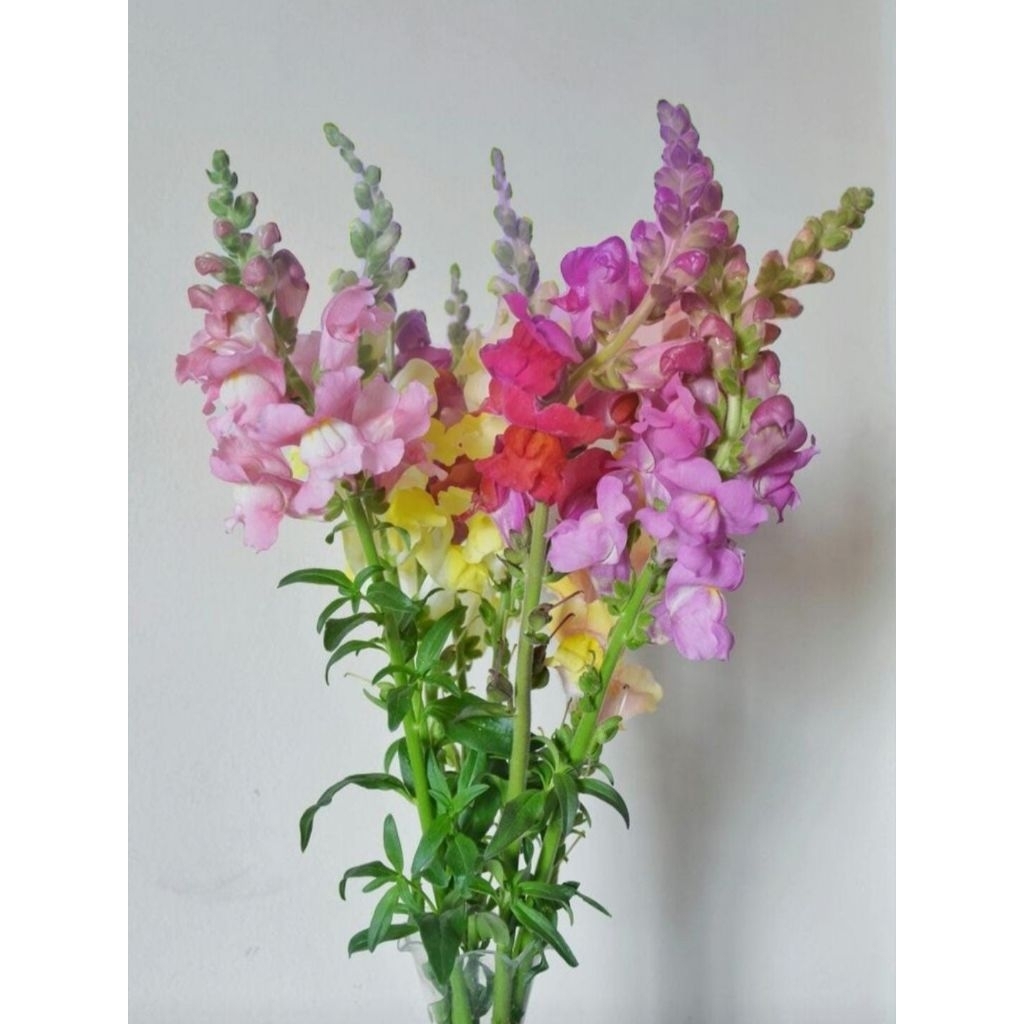 Jual Bunga Snapdragon Segar 10 Tangkai ( Naliga Florist ) | Shopee ...