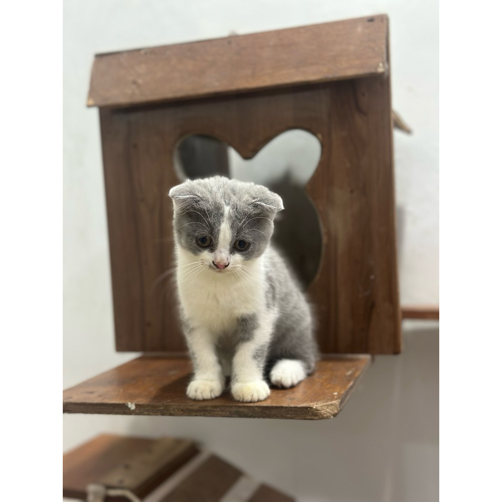 Jual Kucing scottish fold Bicolor blue & white BSH abu | Shopee Indonesia