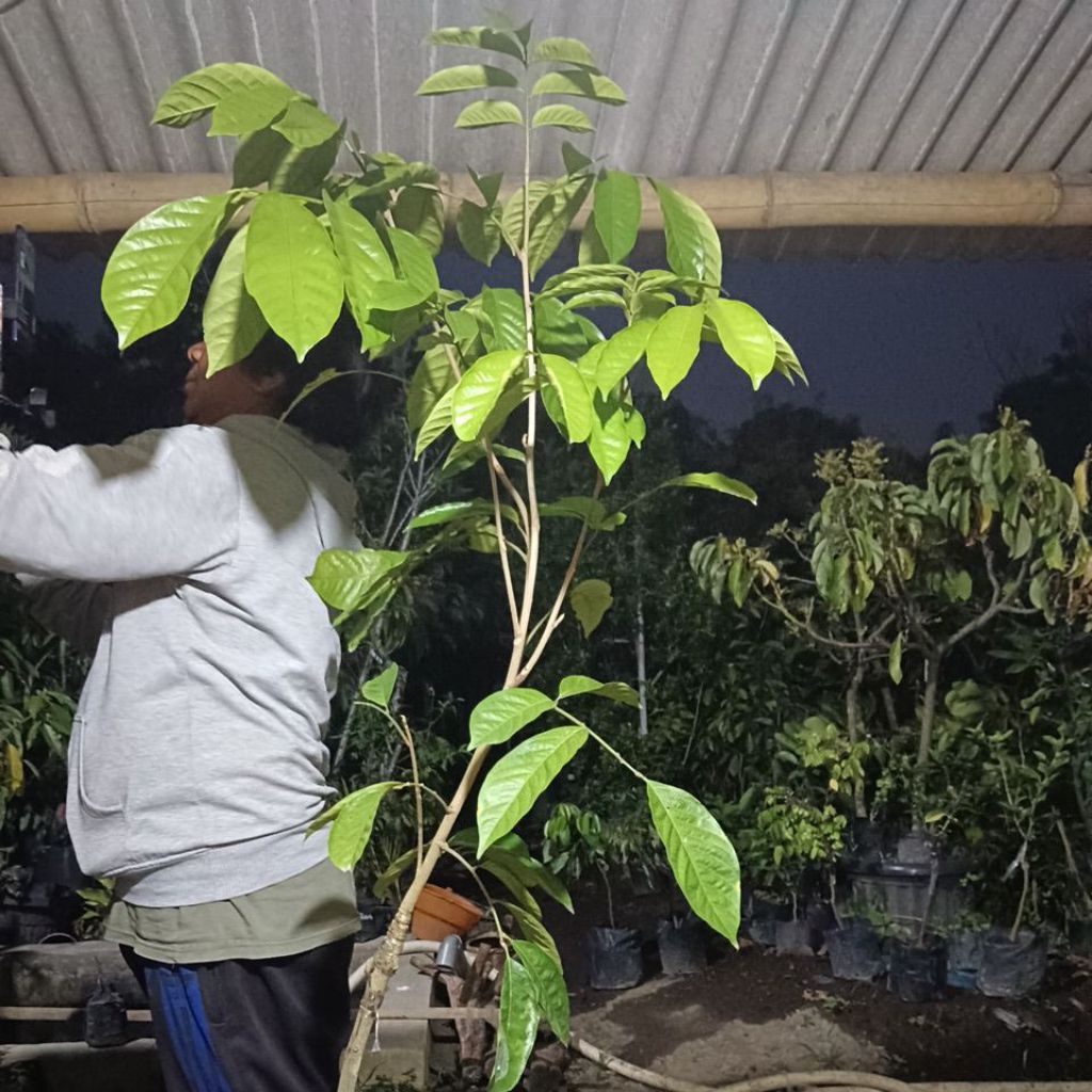 Jual Tanaman Lokong / Duku Thailand | Shopee Indonesia