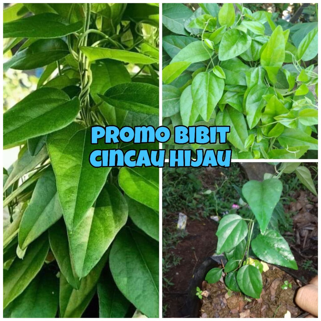 Jual BIBIT CINCAU HIJAU RAMBAT | Shopee Indonesia