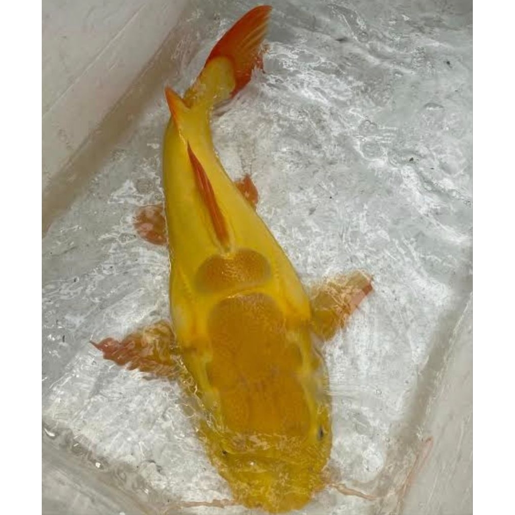 Jual Red Tail Cat Fish (RTC Phantom) 10-12CM Grade A #PromoSpecial ...