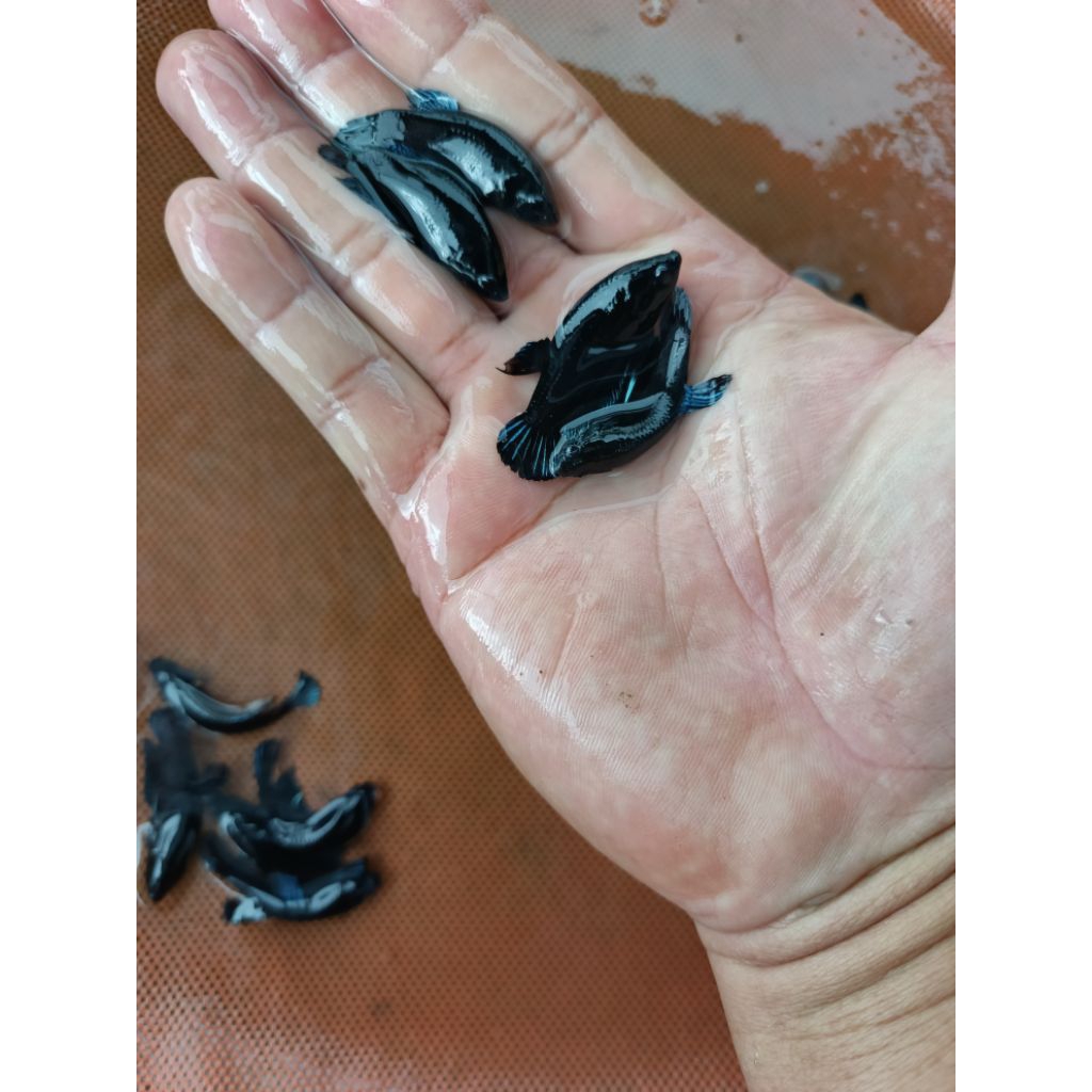 Jual plakat blacking 20 pcs bergaransi | Shopee Indonesia