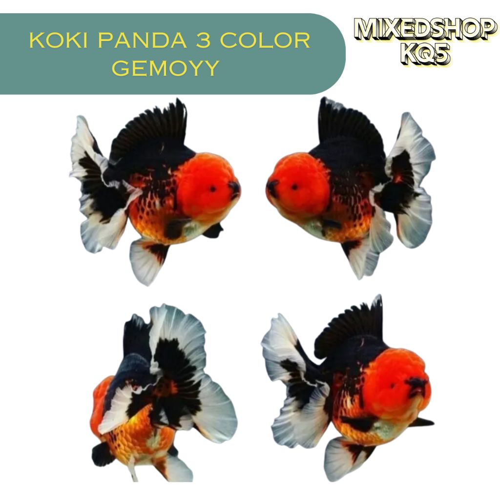 Jual koki panda 3 color || ikan hias aquarium || ikan koki panda ...