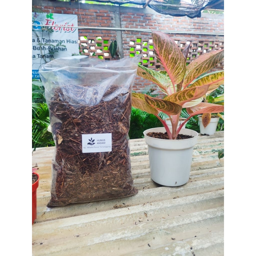 Jual HUMUS ANDAM KERING | Shopee Indonesia