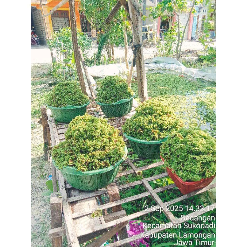Jual KEMASAN KECIL bibit Azolla premium | S…