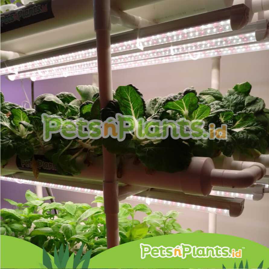 Jual LED T8 Grow Light Lampu Tanaman Hidroponik Full Spectrum PnP 90 CM ...