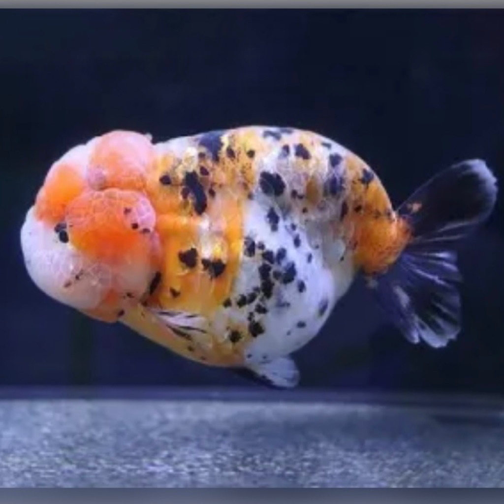 Jual IKAN HIAS KOKI RANCU CALICO KOKI RANCU KOKI RANCU PANCAWARNA ...