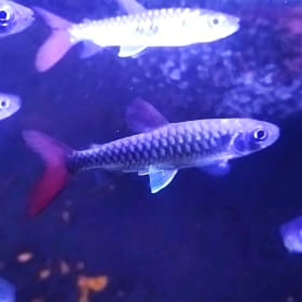 Jual pinktail caracin | Shopee Indonesia