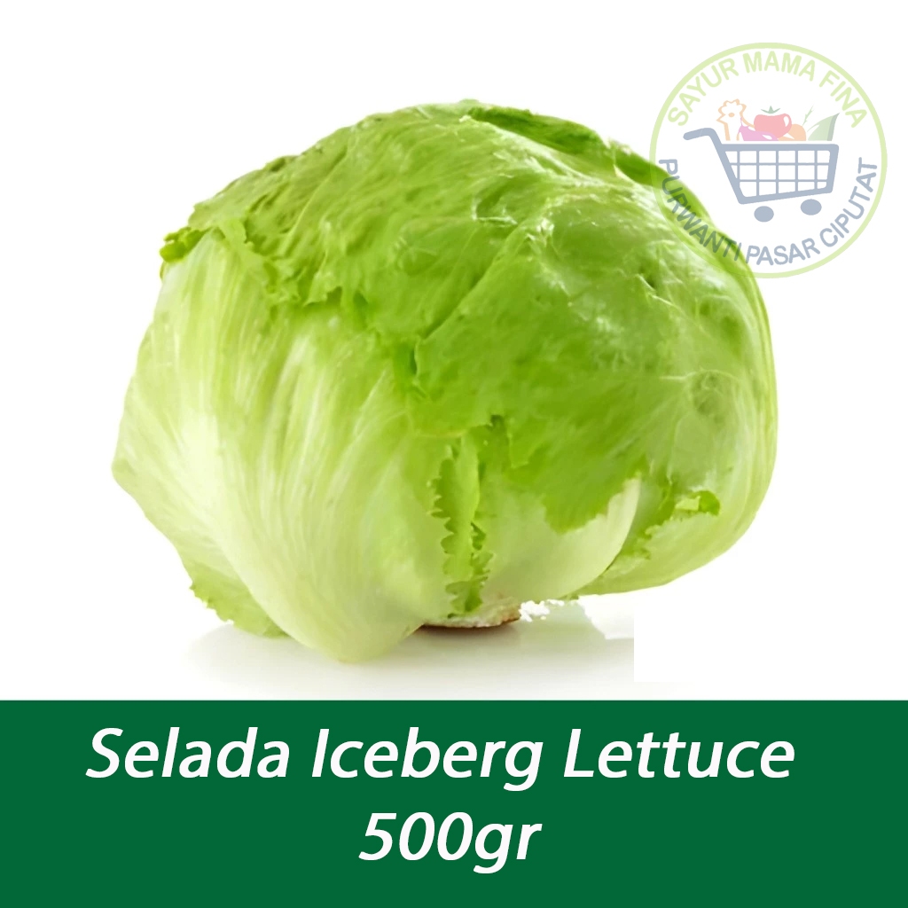 Jual Letus Head Lettuce Fresh 500 gram | Shopee Indonesia