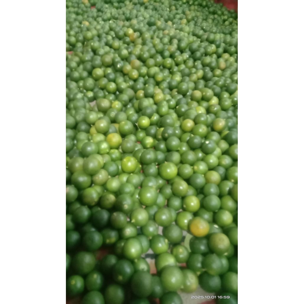 Jual 4kg jeruk sonkit kasturi fees segar uk (random) | Shopee Indonesia