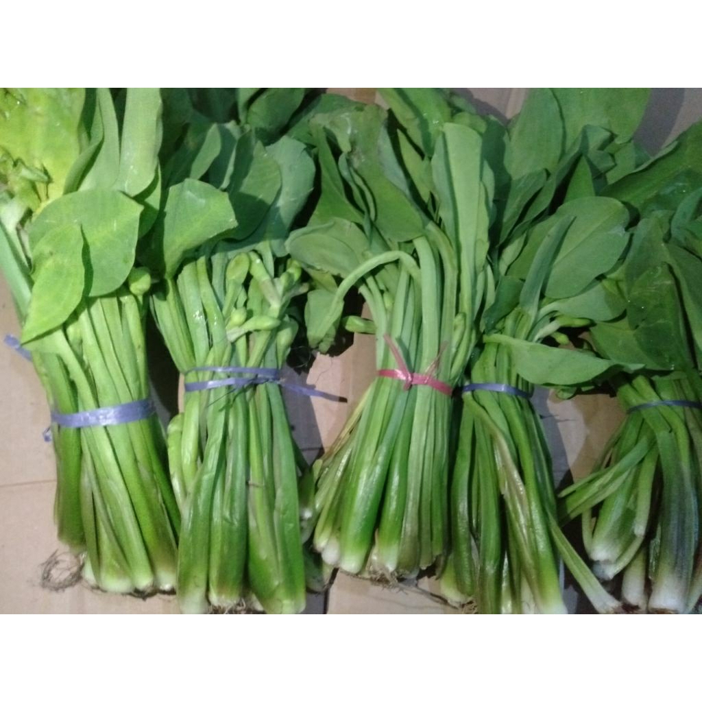 Jual Sayur Kenjer / Genjer genyer / Kelayan / Sawah letus hijau segar ...