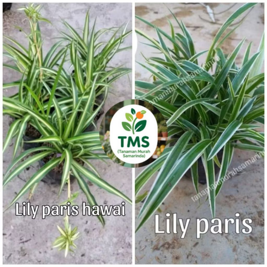 Jual Bunga Lili Paris Terlengkap & Harga Terbaru Juni 2026 | Shopee ...