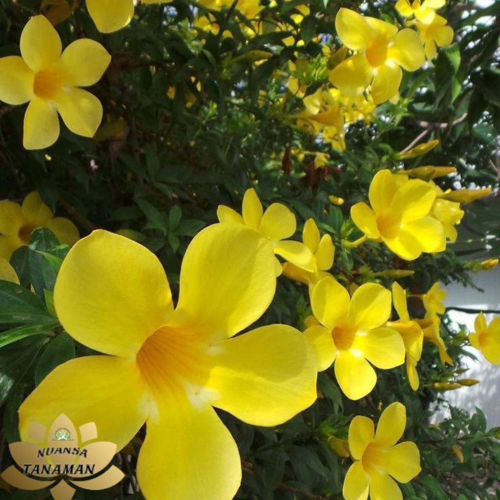 Jual Tanaman Hias Pohon Alamanda Bunga Kuning Siap Berbunga/Pohon ...