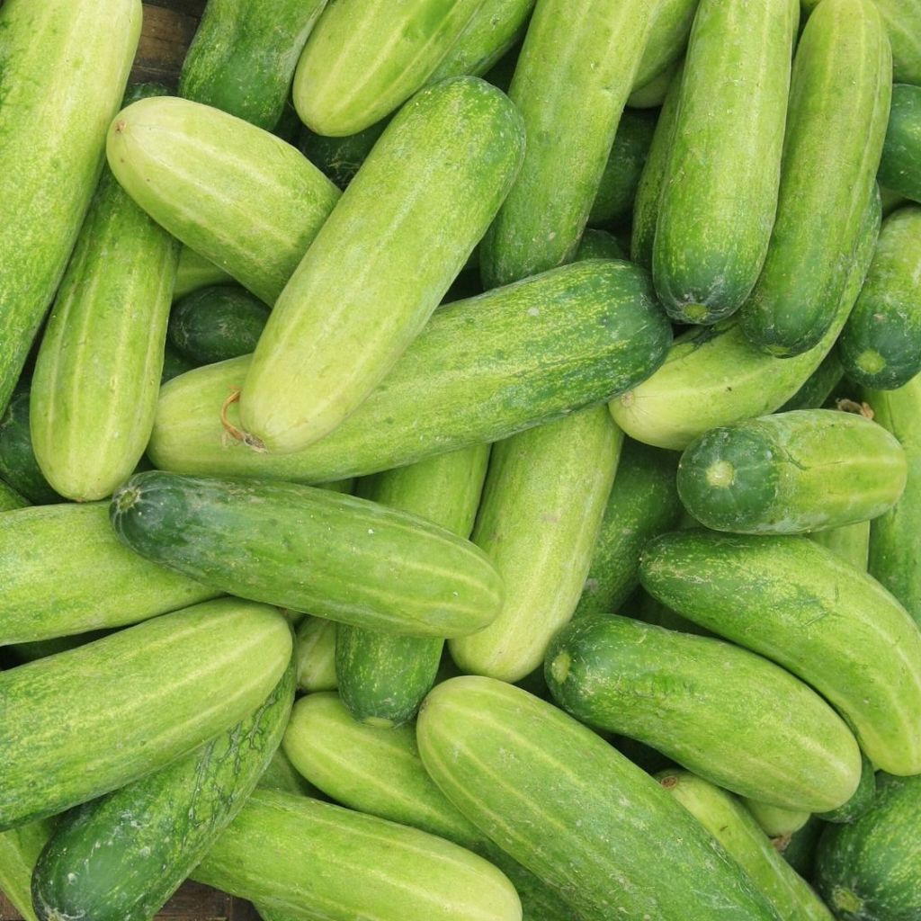 Jual Timun segar fresh cucumber 1kg | Shopee Indonesia