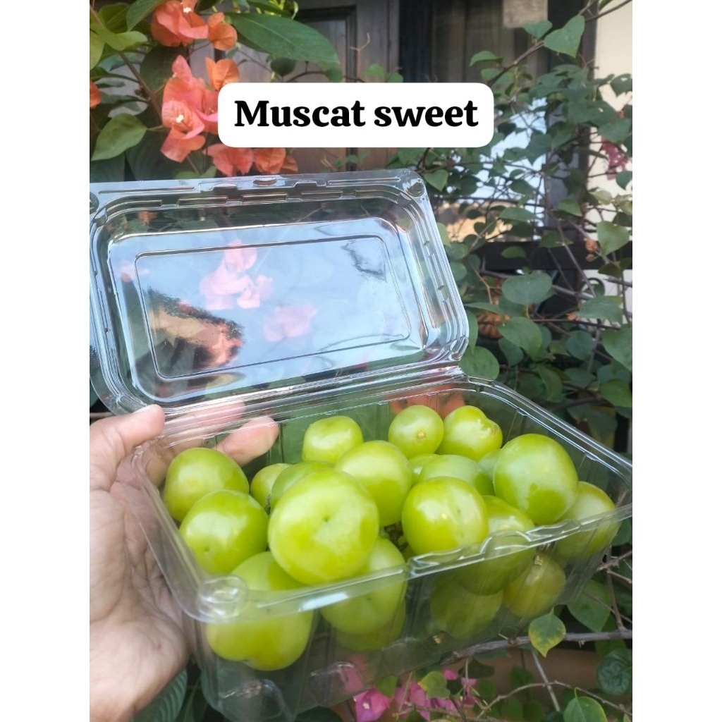 Jual ANGGUR SHINE MUSCAT PACK 500GR | Shopee Indonesia