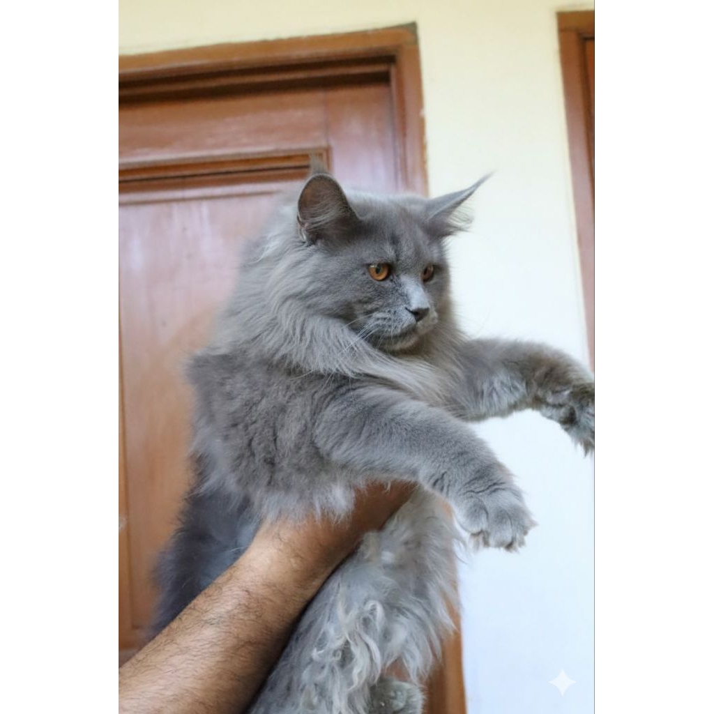 Jual kucing Mainecoon jantan grey solid super | Shopee Indonesia