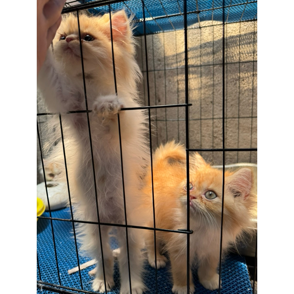 Jual Kucing kitten flatnose persia - anak kucing pesek - kitten persia ...