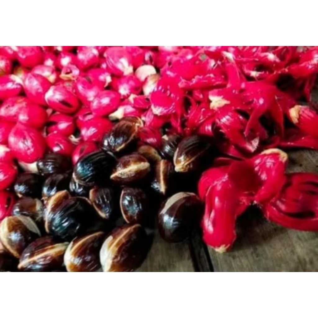 Jual BIJI PALA UNGGULAN,BIJI PALA PILIHAN,BAHAN BIBIT,/10 BIJI | Shopee ...