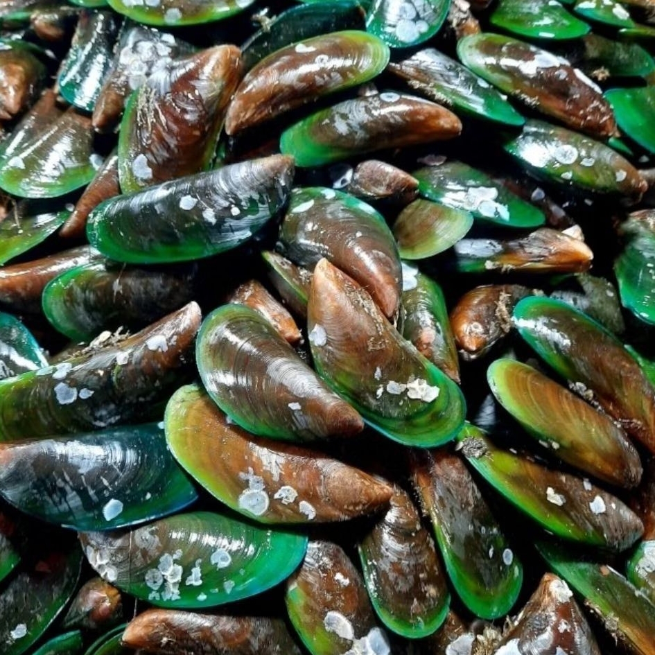 Jual Kerang ijo kerang hijau murah 1000gr 1kg | Shopee Indonesia