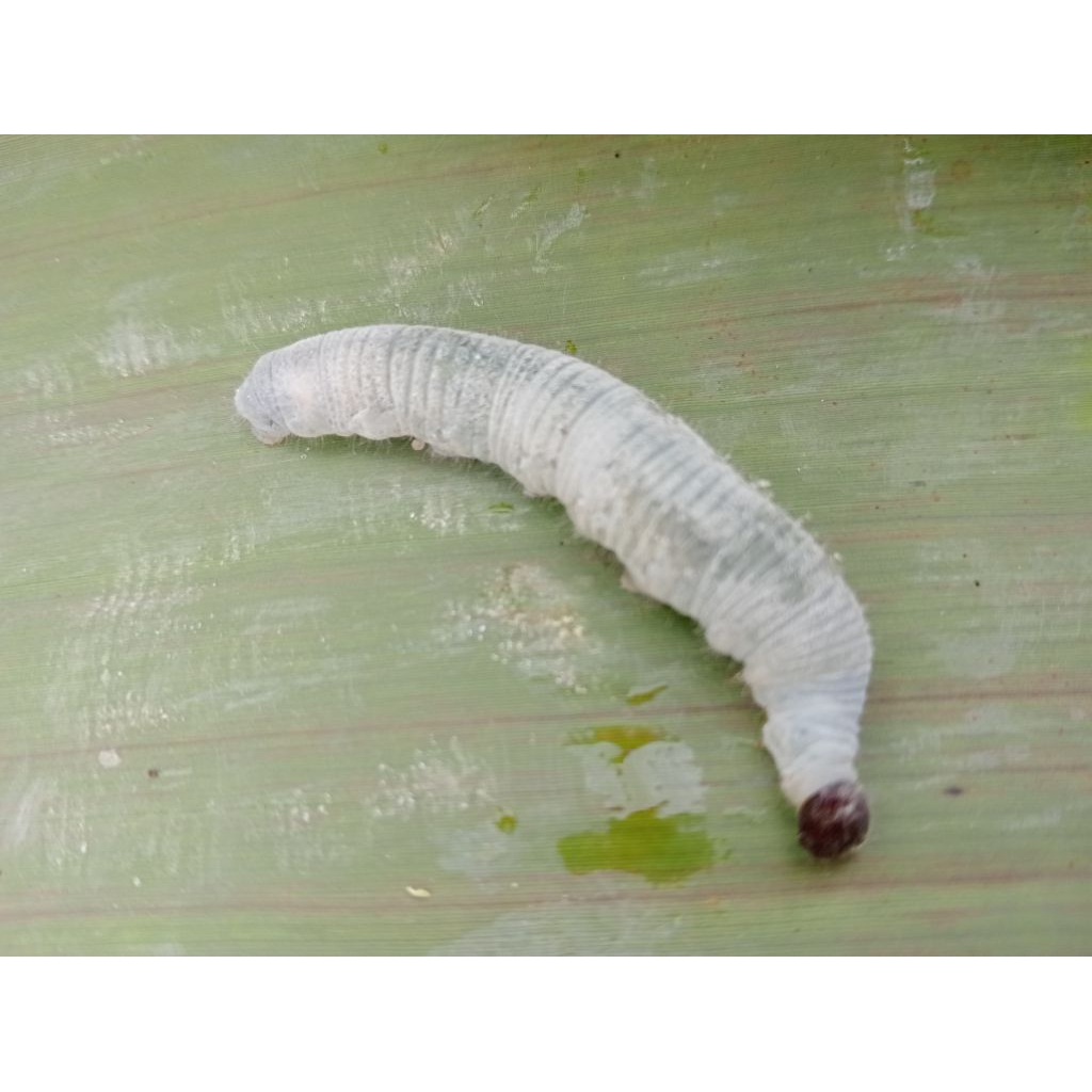 Jual ulet pisang atau entung | Shopee Indonesia