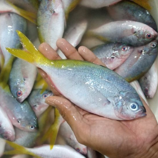 Jual Ikan Ekor Kuning Terlengkap & Harga Terbaru Juli 2026 | Shopee ...