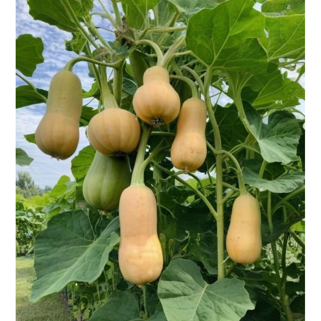 Jual [Virladia Seeds] Biji Benih tanaman Labu Madu | Butternut Squash ...