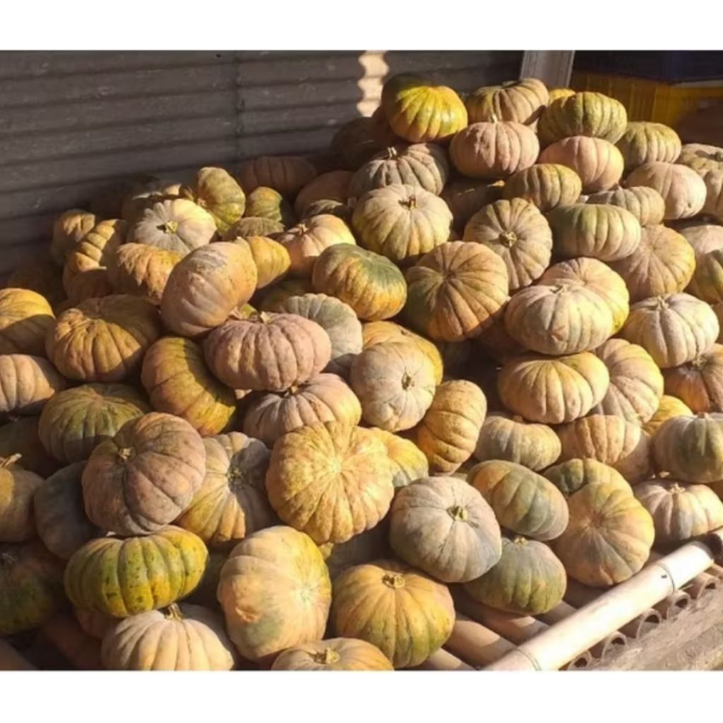 Jual labu kuning 2 kg, waloh tua 1 buah utuh | Shopee Indonesia