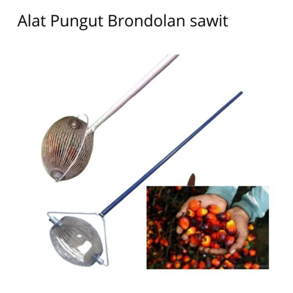 Jual alat pungut brondolan sawit bahan stenless stail untuk mempermudah ...