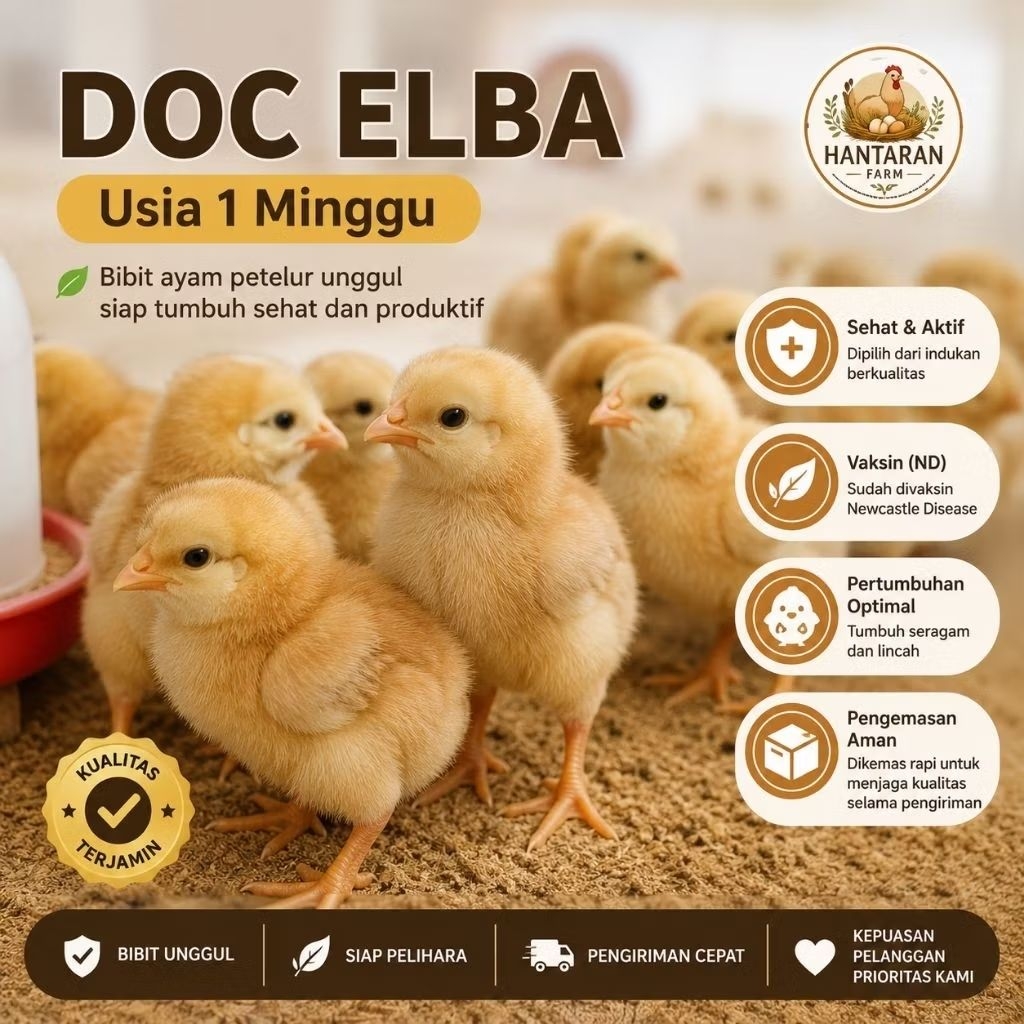 Jual Ayam Elba Terlengkap & Harga Terbaru Juli 2026 | Shopee Indonesia