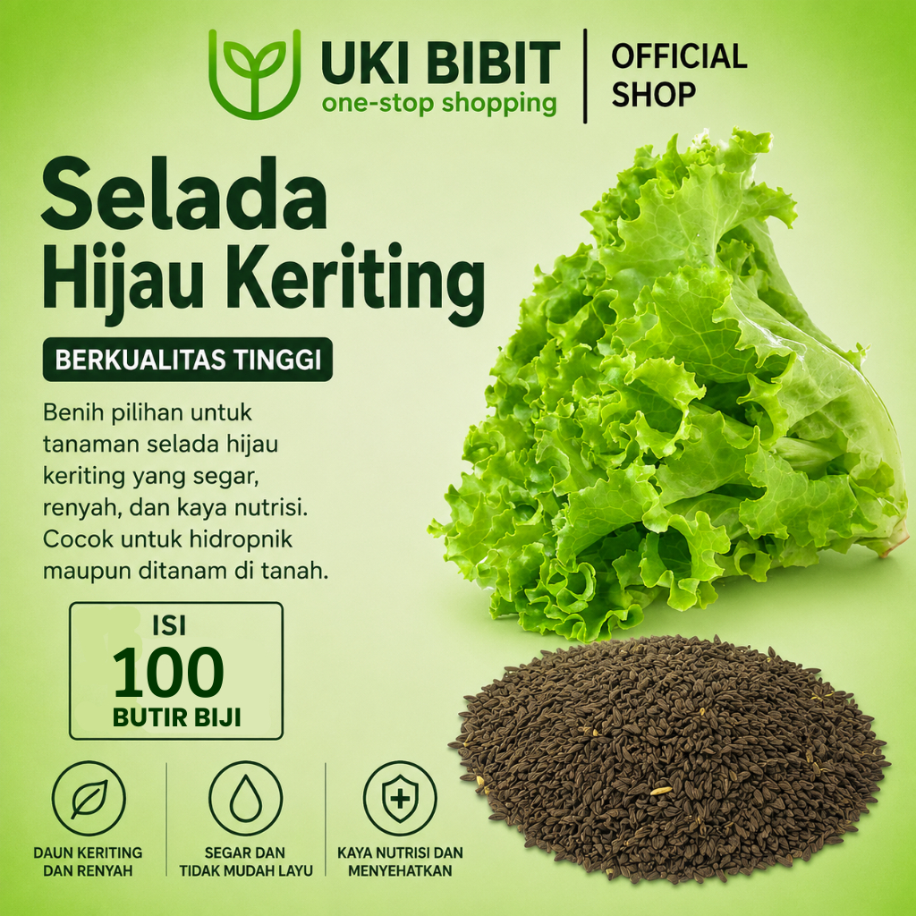 ( 100 Butir ) Benih Biji Selada Hijau Keriting | Lactuca Sativa