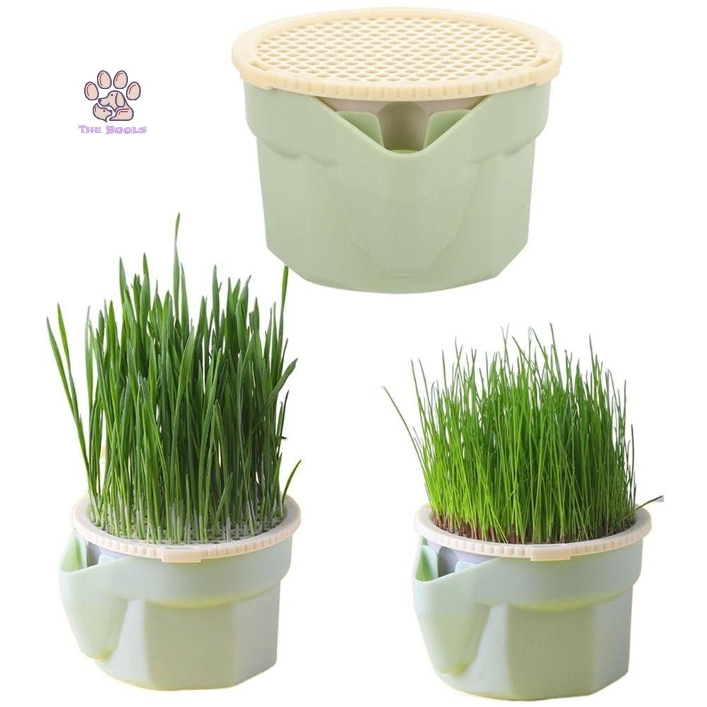 Jual (The Bool's) Rumput Kucing Hidroponik Tanaman Kucing Pot Warna ...